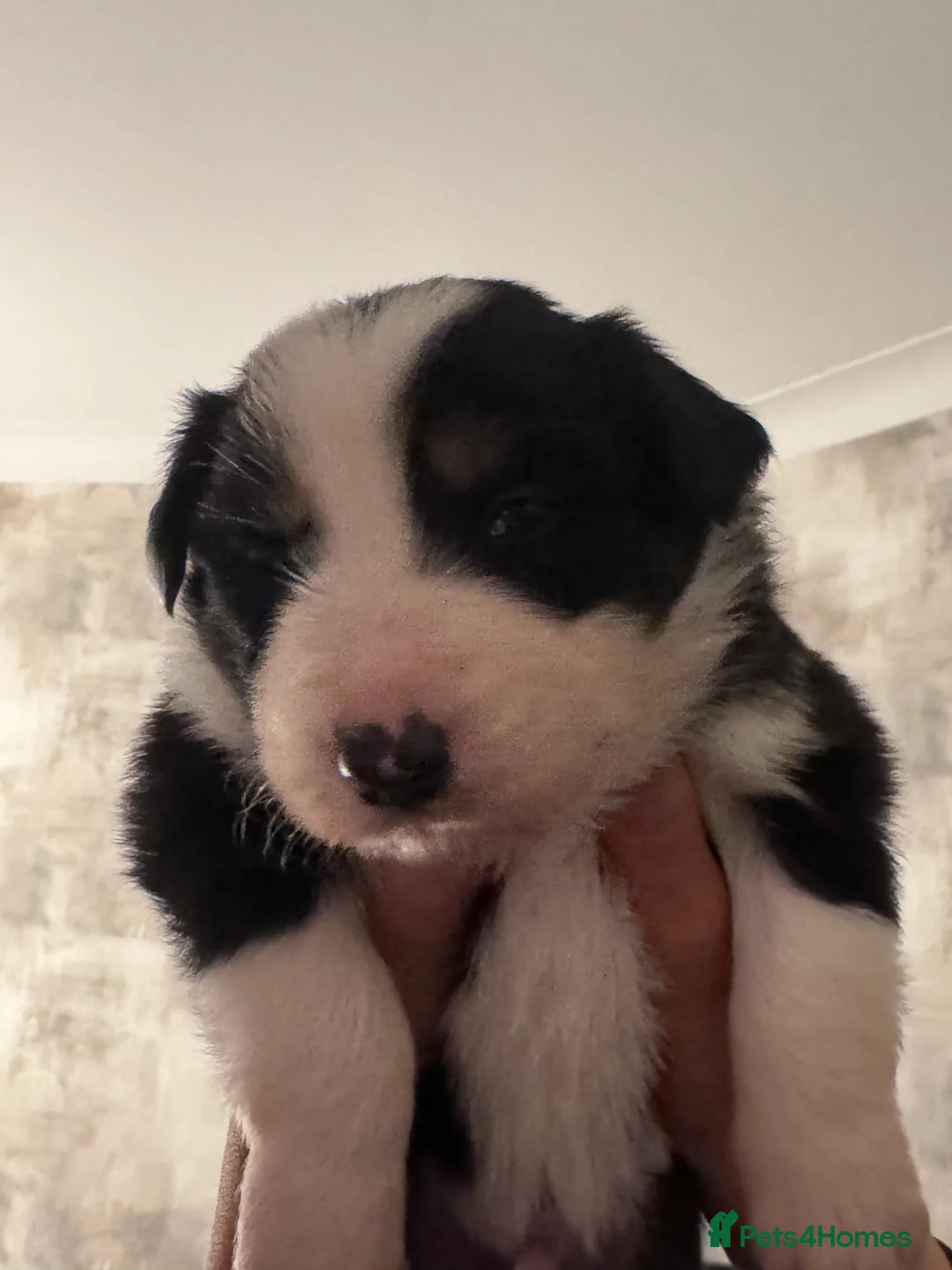 Border Collie dogs for sale: Adorable border collie tri coloured pups - Advert 12