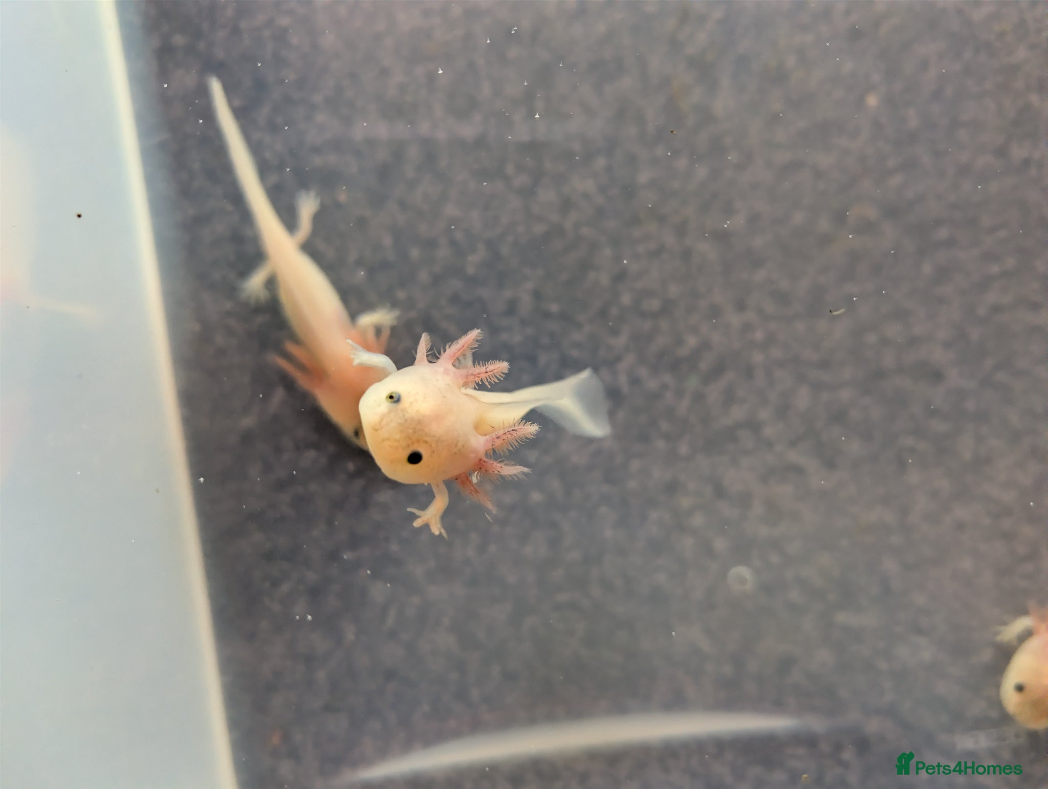 Axolotl reptiles Baby Axolotl  - Advert 11