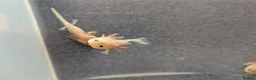 Axolotl reptiles for sale: Baby Axolotl  - Advert 1