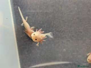 Axolotl reptiles Baby Axolotl - Advert 2