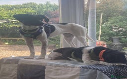 Mixed Breed dogs for adoption: STELLA-1 YR OLD, SMALL, PRETTY, CYPRUS SPECIAL MIX - Image 11