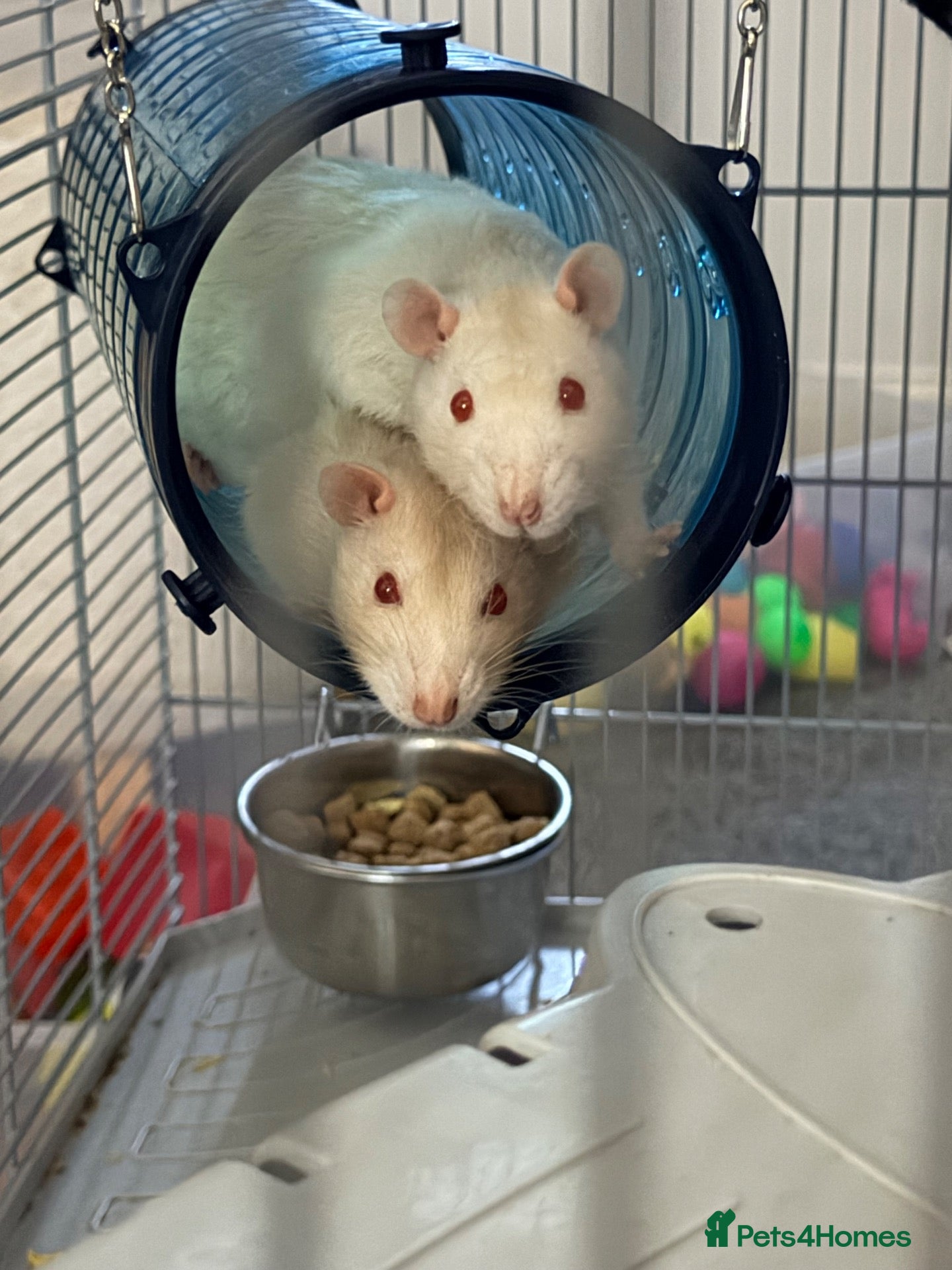 Rat rodents Two male rats  - Advert 1