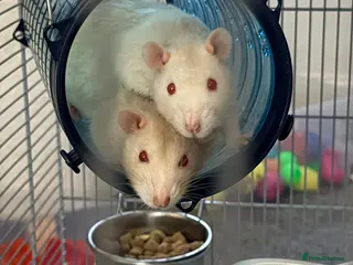 Rat rodents Two male rats - Advert 8