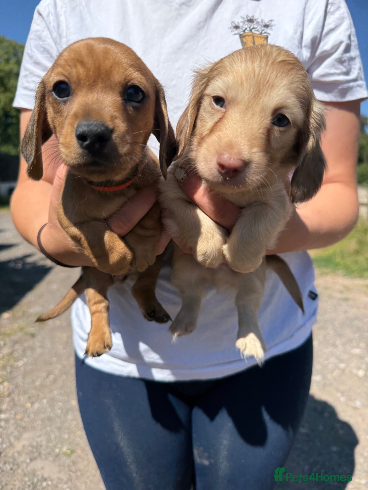 Miniature Dachshund dogs Exceptional long haired miniature Dachshunds - Advert 10