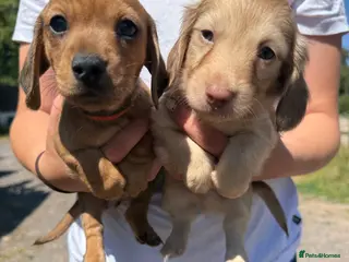 Miniature Dachshund dogs Exceptional long haired miniature Dachshunds - Advert 10