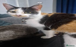 Mixed Breed cats for sale: Arya and kitten  - Advert 3