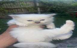 Ragdoll cats for sale: 2 Beautiful Pure Ragdoll Kittens - Image 2