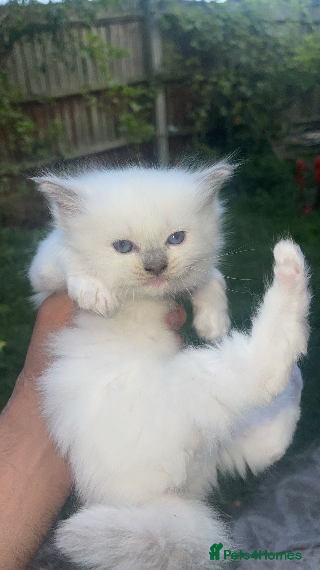 Ragdoll cats for sale: 2 Beautiful Pure Ragdoll Kittens - Image 2