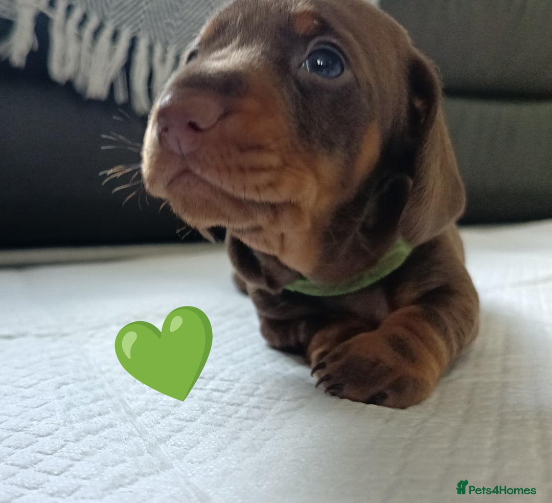 Miniature Dachshund dogs for sale: 2 Beautiful Mini Dachshunds Boys🩵💚 - Image 11