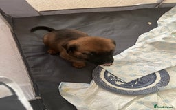 Mixed Breed dogs for sale: Rottweiler x Belgian malinoise  - Image 7