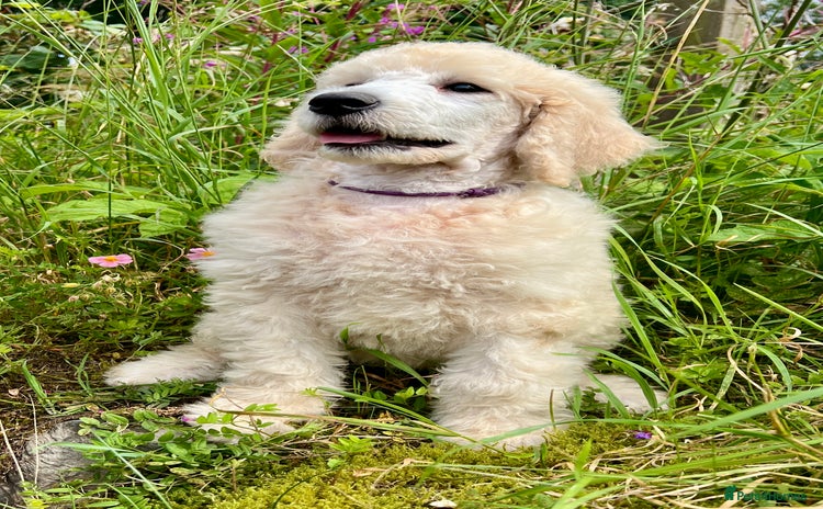 Standard Poodle dogs - Advert 1