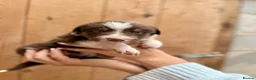 Mixed Breed dogs for sale: Collie puppies for sale  - Advert 18