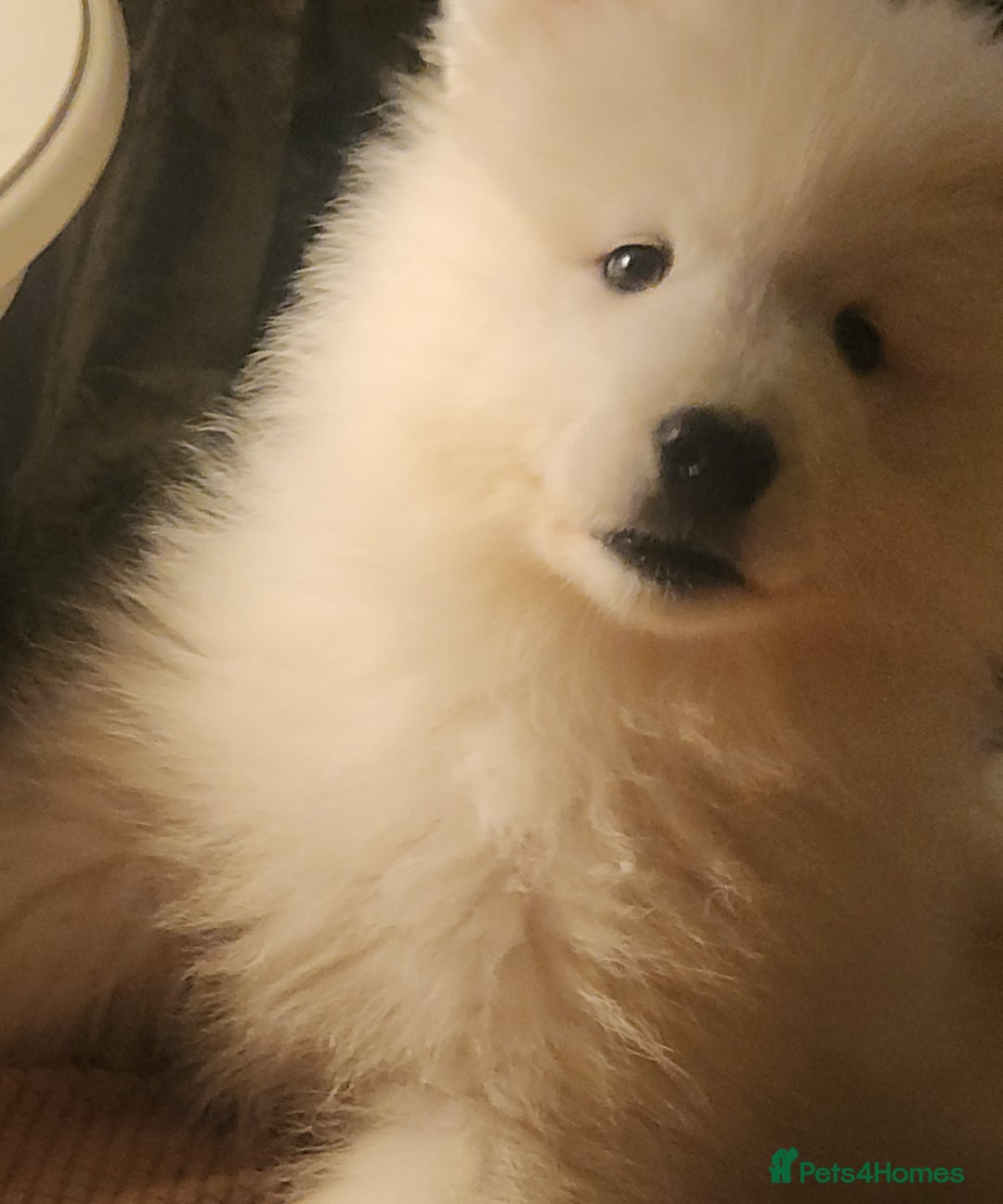 Samoyed dogs for sale: Female Chunky Pedigree Samoyeds Avaliable  - Advert 2