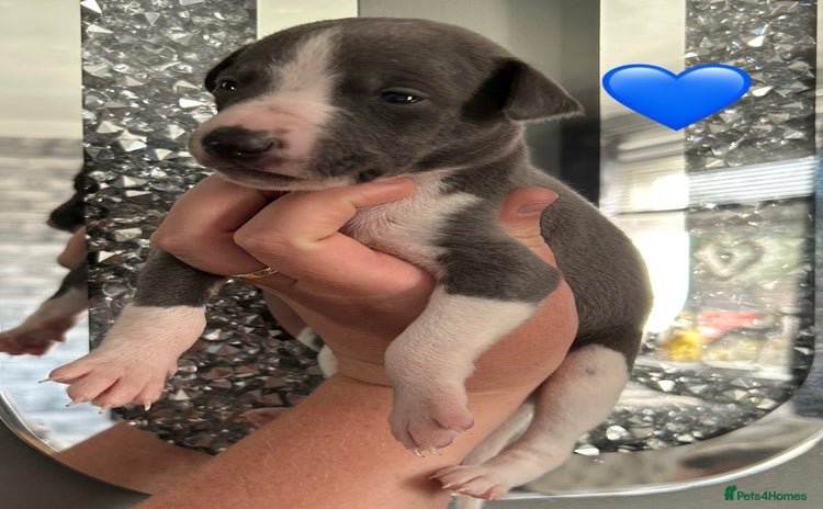 Whippet dogs - Advert 1