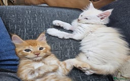 Maine Coon cats for sale: Looking for Special needs homes  - Image 7