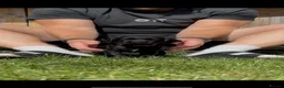Cocker Spaniel dogs for sale: Black Cocker Spaniel Puppies in Lampeter - Advert 6