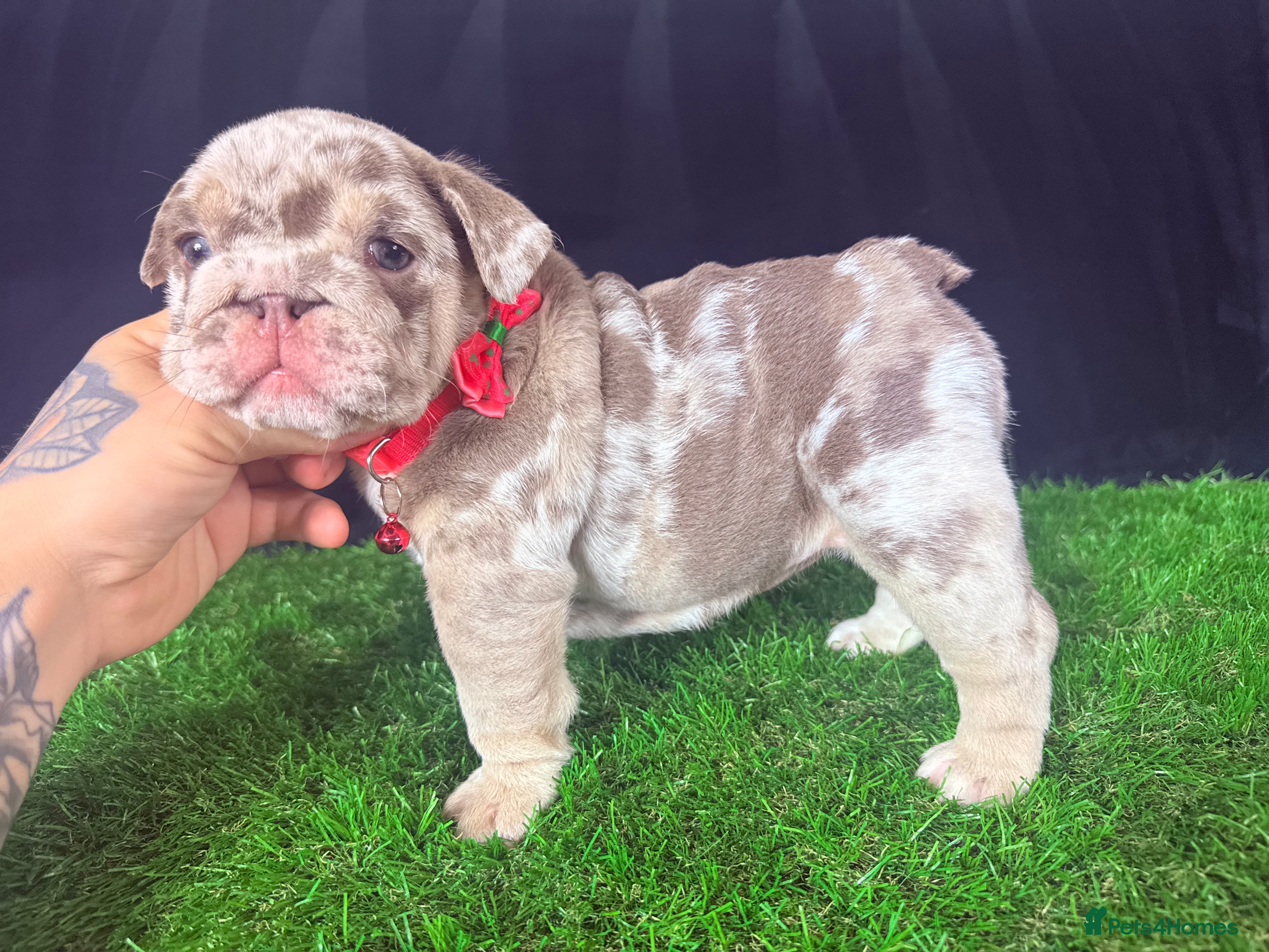 English Bulldog dogs 🐾 English Bulldog puppies available 🐾 - Advert 8