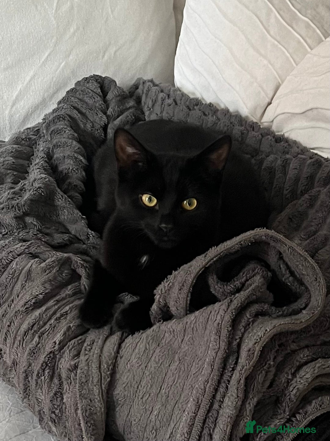 British Shorthair cats for sale: Lovely little kitten looking for a new home - Advert 3