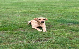 Labrador Retriever dogs for sale: 2 year old Yellow Labrador  - Image 1