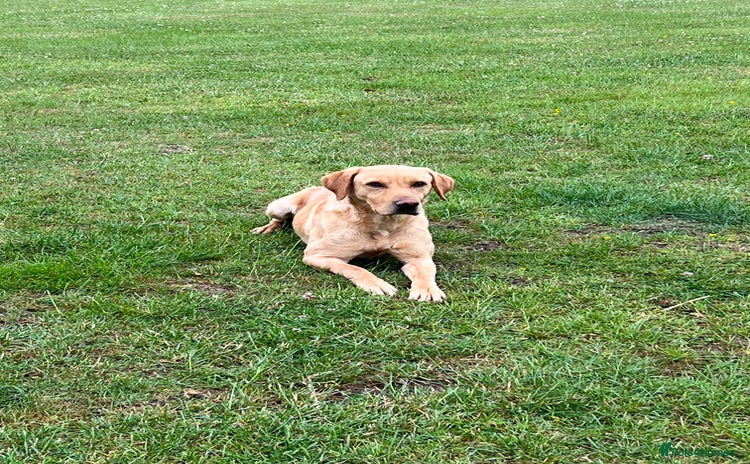 Labrador Retriever dogs - Advert 3