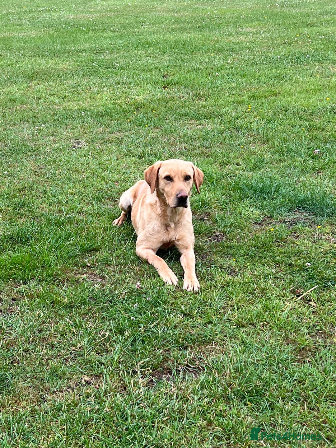 Labrador Retriever dogs for sale: 2 year old Yellow Labrador  - Image 1