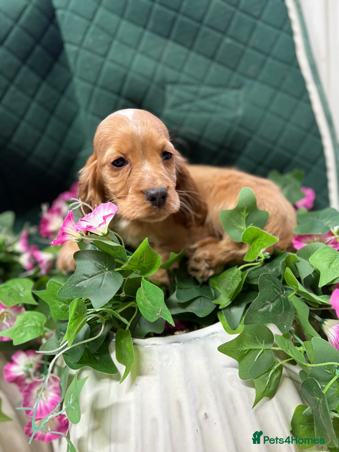 Cocker Spaniel dogs for sale: Show type cocker spaniels  - Advert 5