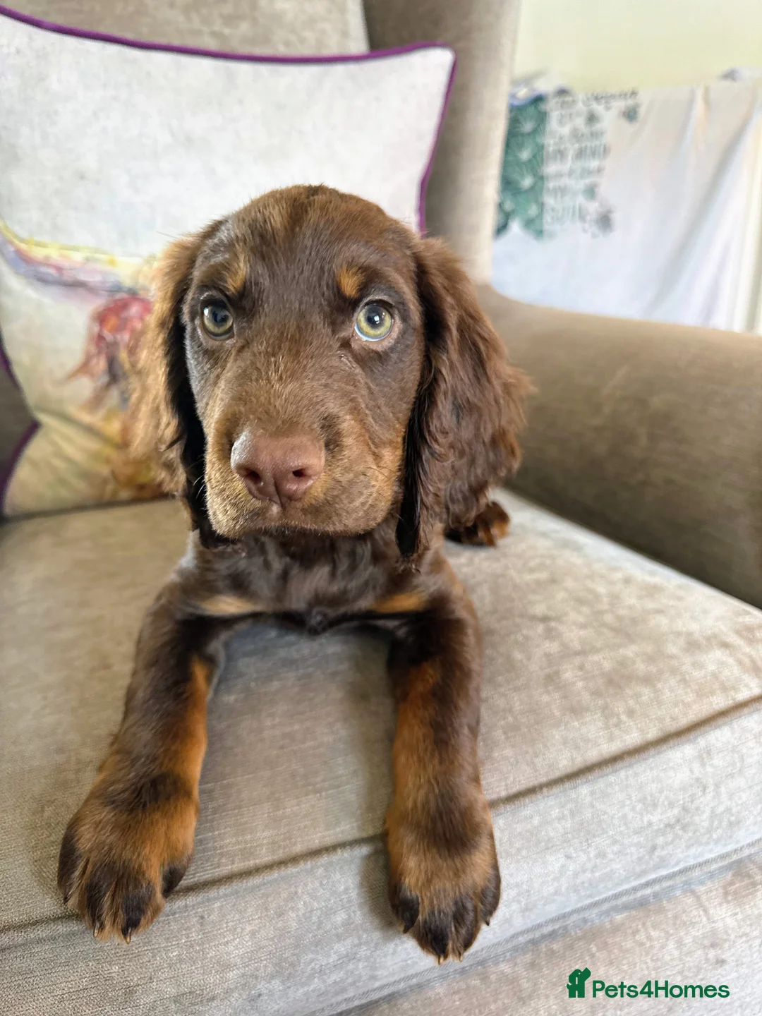 Cocker Spaniel dogs for sale: Male cocker spaniel pup  - Advert 2