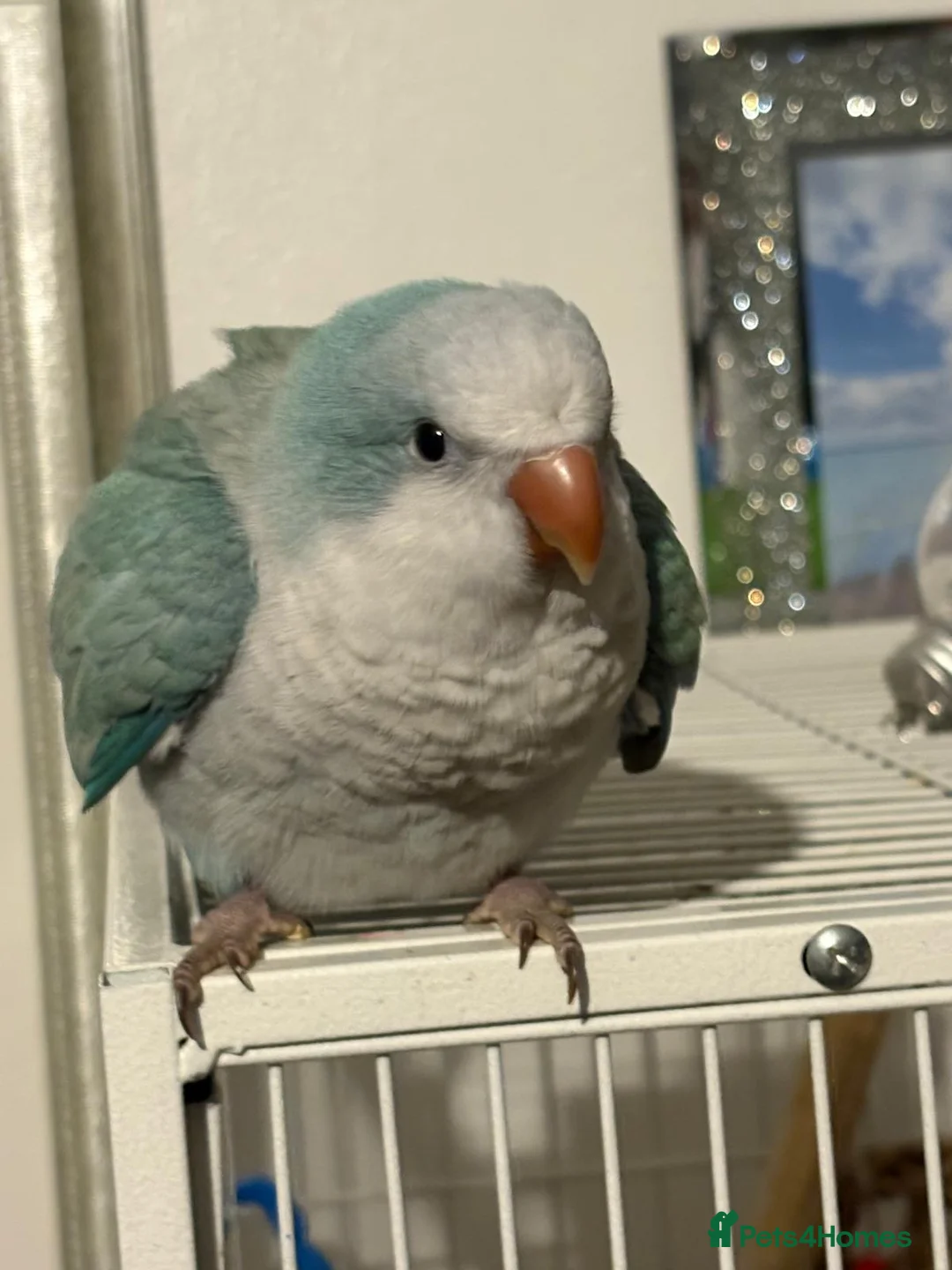 Parrots birds for sale: Blue quaker - Advert 1