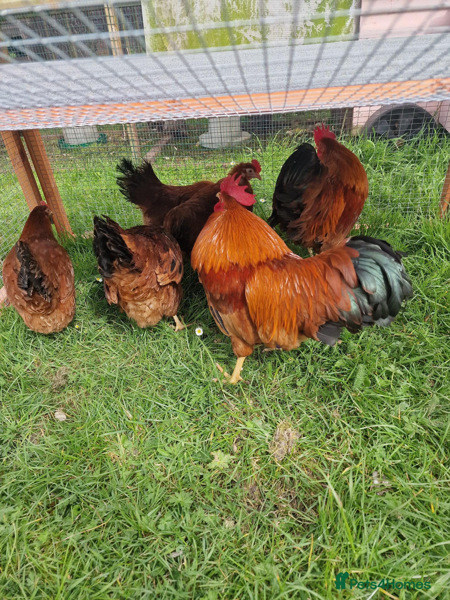 Chickens poultry for sale: Chicks for sale  - Advert 10