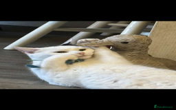 Domestic Shorthair cats for sale: TWO CATS NEED REHOMING TOGETHER  - Image 8