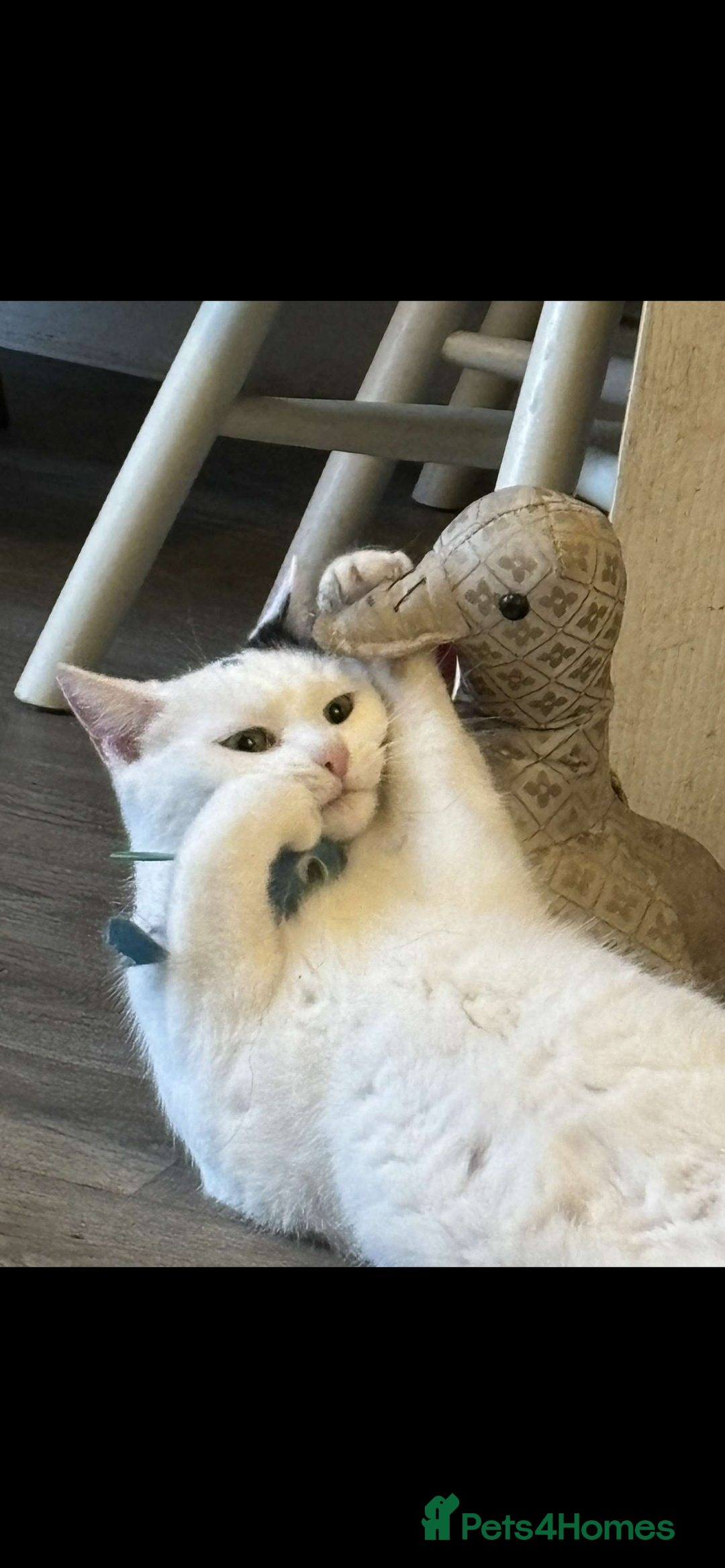 Domestic Shorthair cats for sale: TWO CATS NEED REHOMING TOGETHER  - Image 8