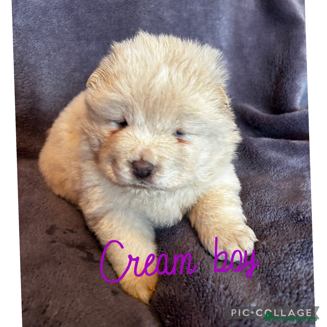 Chow Chow dogs for sale: Stunning chow chow puppies  - Advert 20
