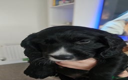 Cockapoo dogs for sale: Beautiful Cockapoo boys - Image 9