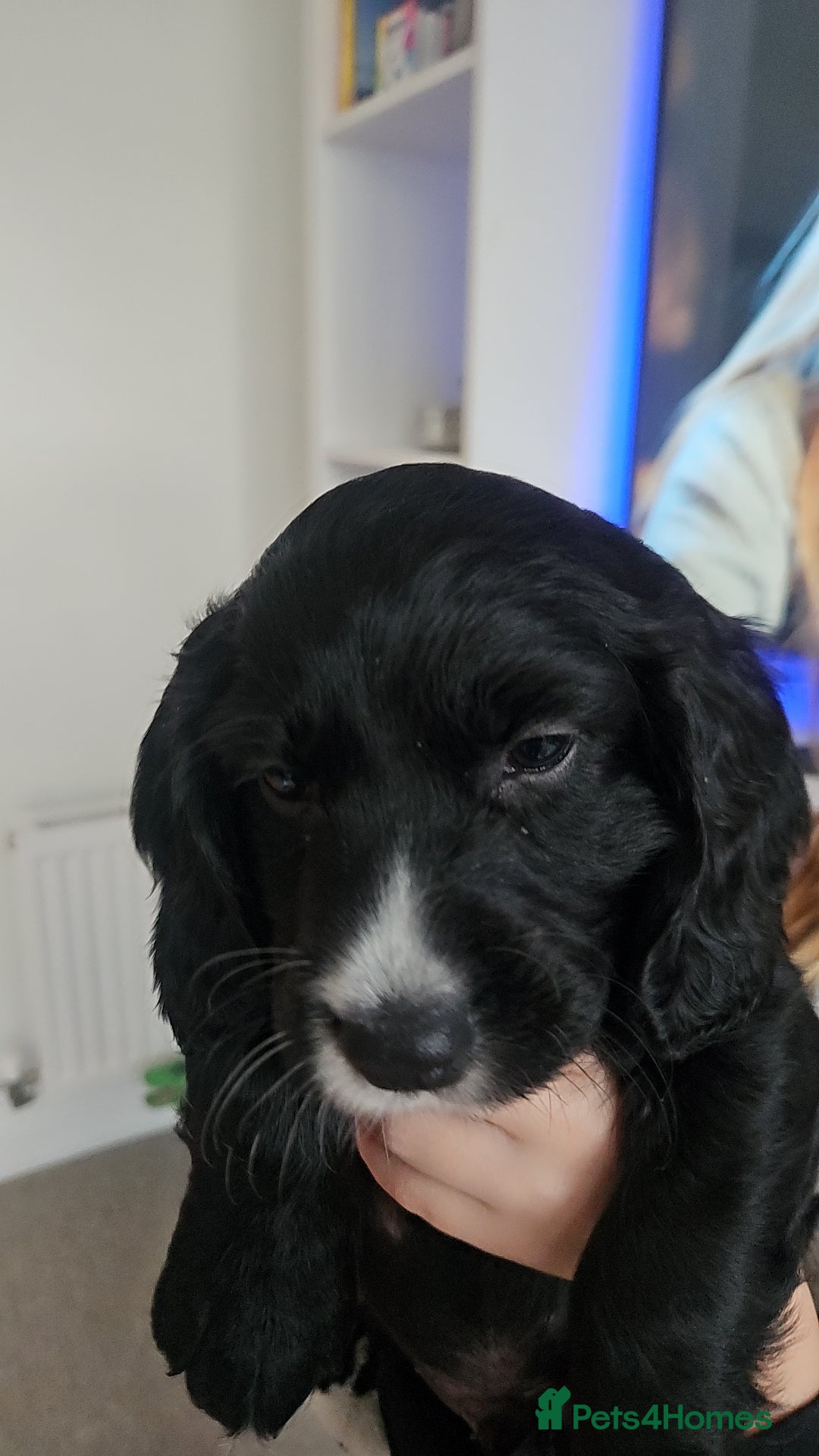 Cockapoo dogs for sale: Beautiful Cockapoo boys - Image 9