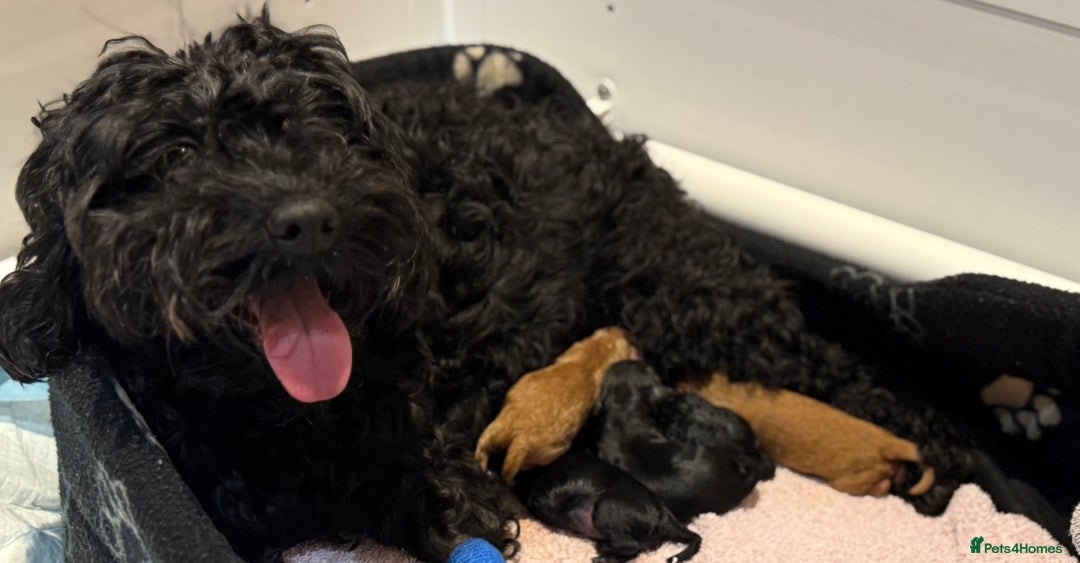 Cockapoo dogs for sale: F1 Cockapoo's - Image 12
