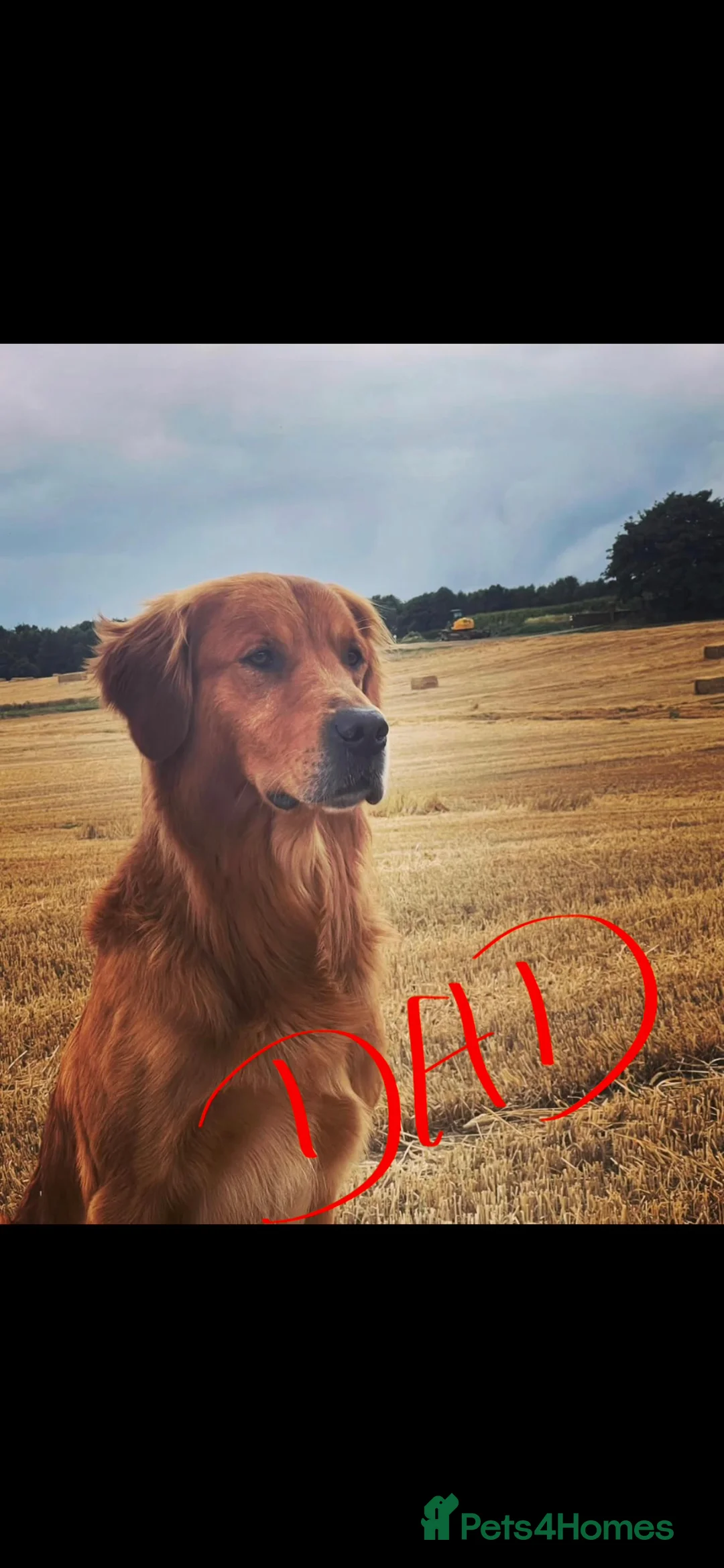 Golden Retriever dogs for sale:  beautiful litter of Golden Retriever pups  - Advert 6