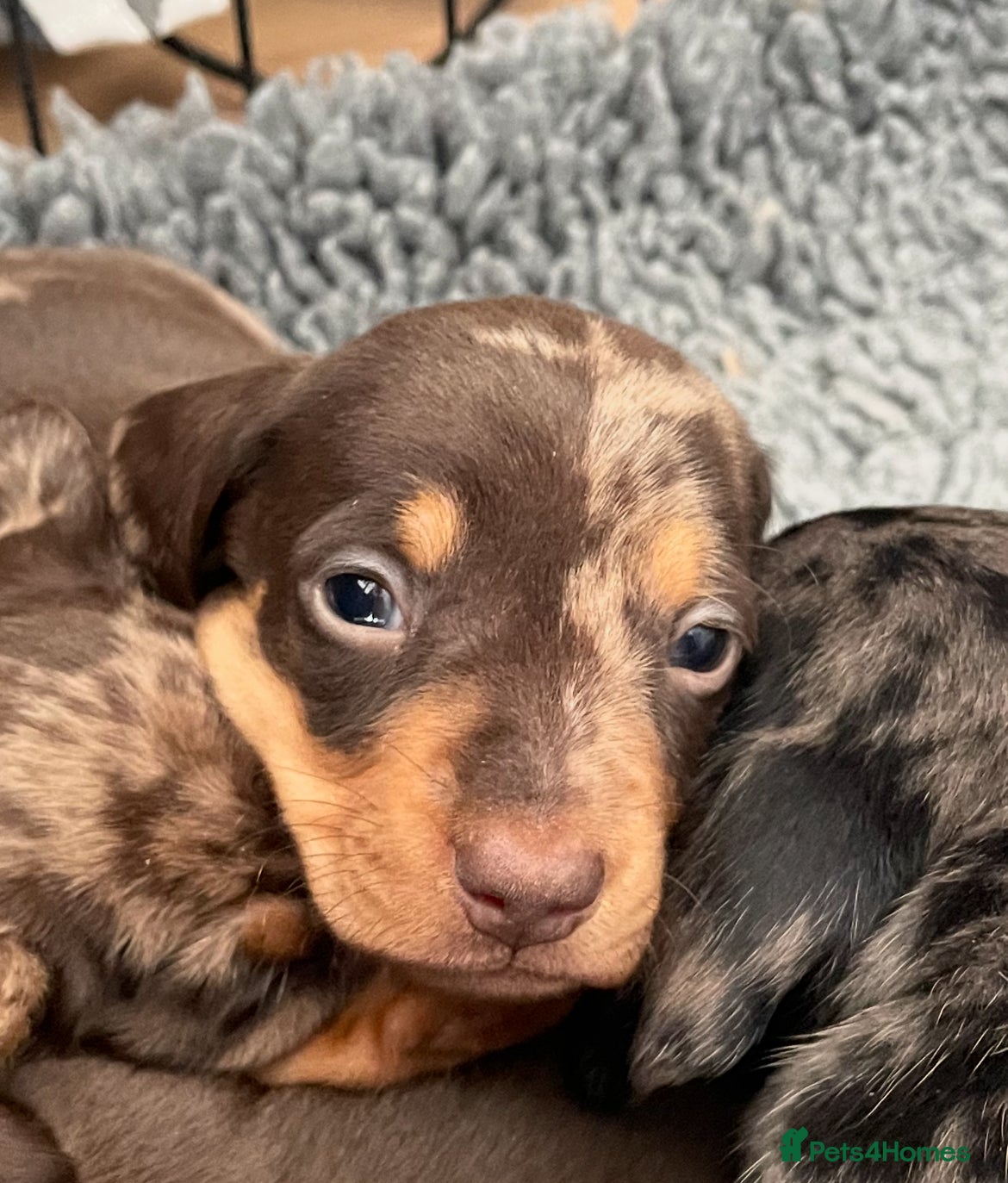 Miniature Dachshund dogs Mini smooth kc reg dachshund puppies - 1 boy left  - Advert 6