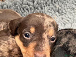 Miniature Dachshund dogs Mini smooth kc reg dachshund puppies - 1 boy left - Advert 8