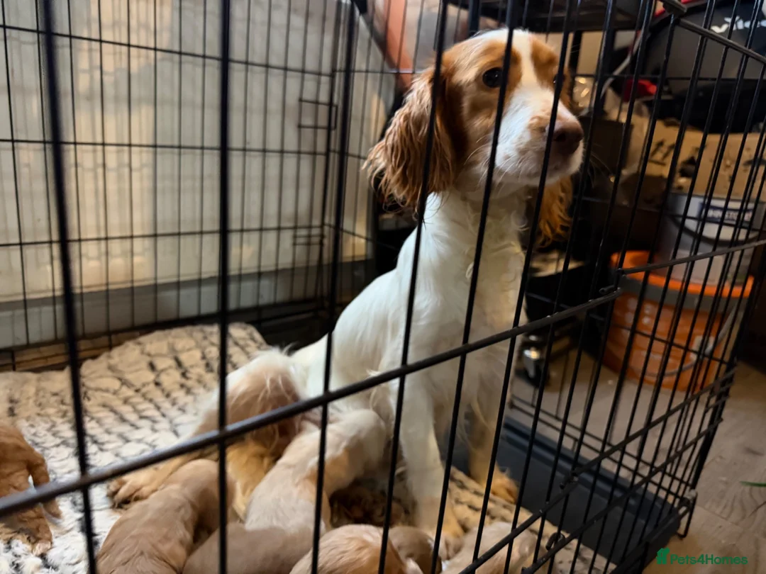 Cockapoo dogs for sale: F1 cockapoo puppies  - Advert 2