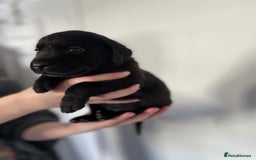 Labrador Retriever dogs for sale:  🐾Gorgeous BLack Labrador Puppies 🐾 - Advert 8