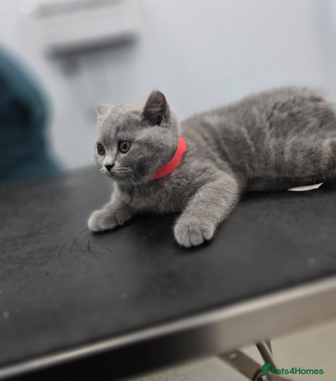 British Shorthair cats for sale: GORGEOUS BSH Kittens - Image 17