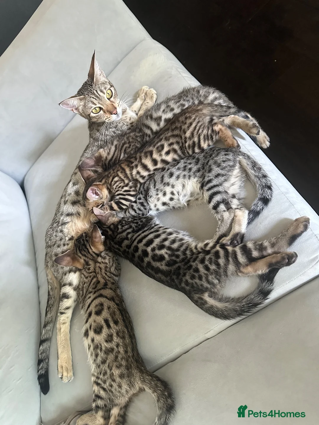 Bengal cats for sale: Bengal kitten London Ready to leave  - Advert 6