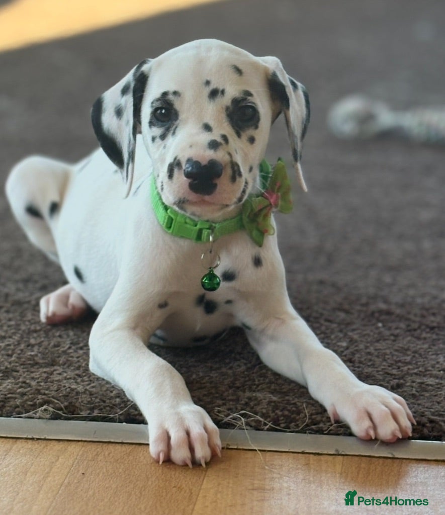 Dalmatian dogs Beautiful Dalmatian puppies ready to reserve  - Advert 2