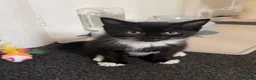 Mixed Breed cats for sale: BSH Mixed Breed - Advert 5