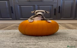 Whippet dogs for sale: KC Registered Whippet Puppies - Image 29