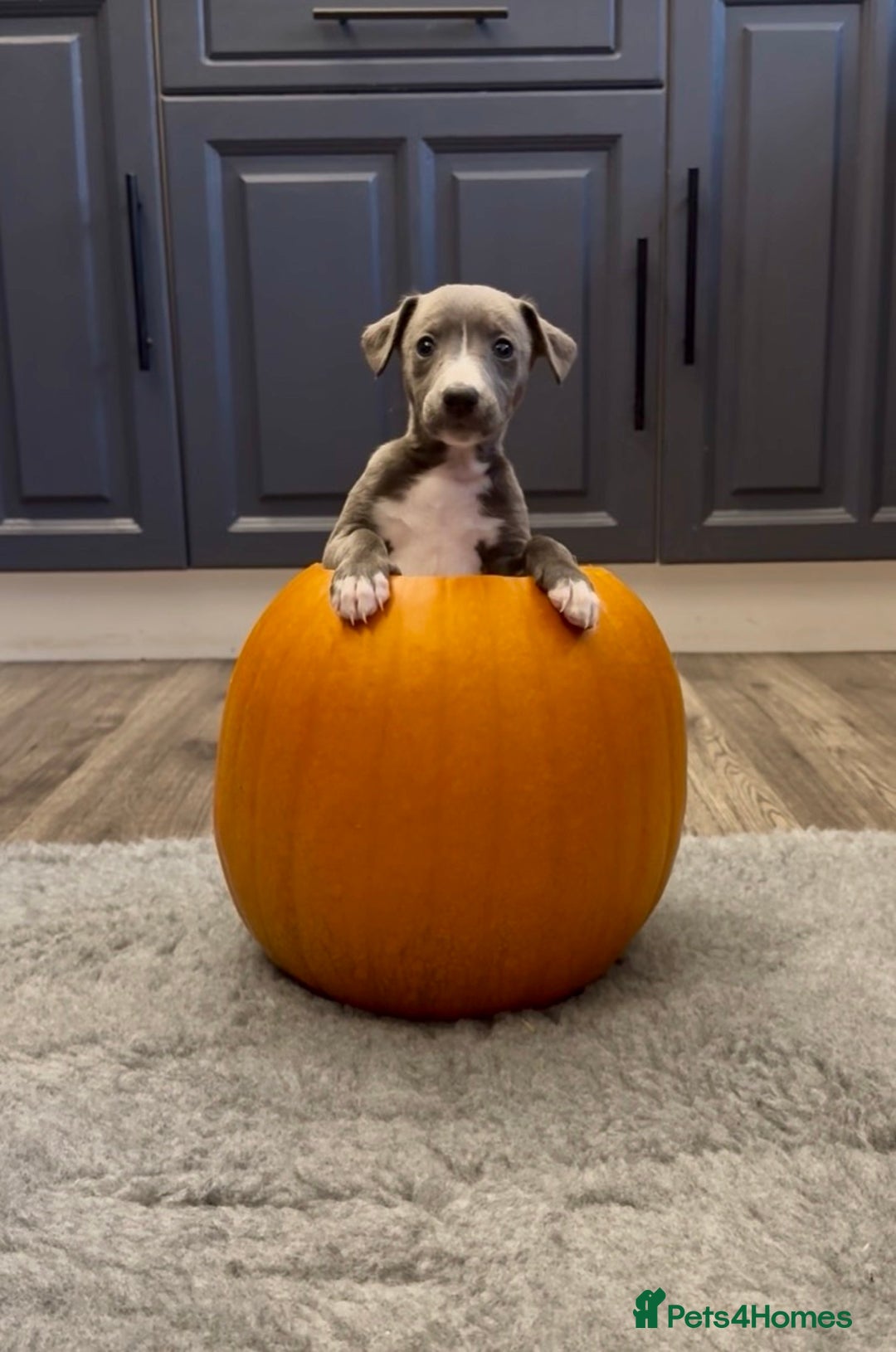 Whippet dogs for sale: KC Registered Whippet Puppies - Image 29
