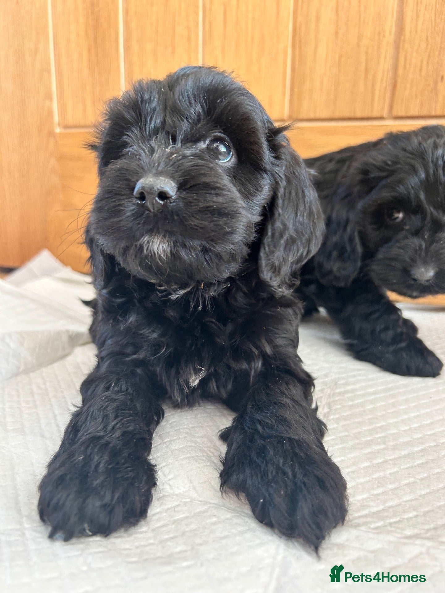 Cockapoo dogs for sale: F1 Toy Cockapoo Puppies *READY THIS WEEKEND* - Advert 2