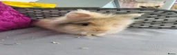Lionhead rabbits for sale: 3 beautiful male lionhead rabbits  - Advert 4
