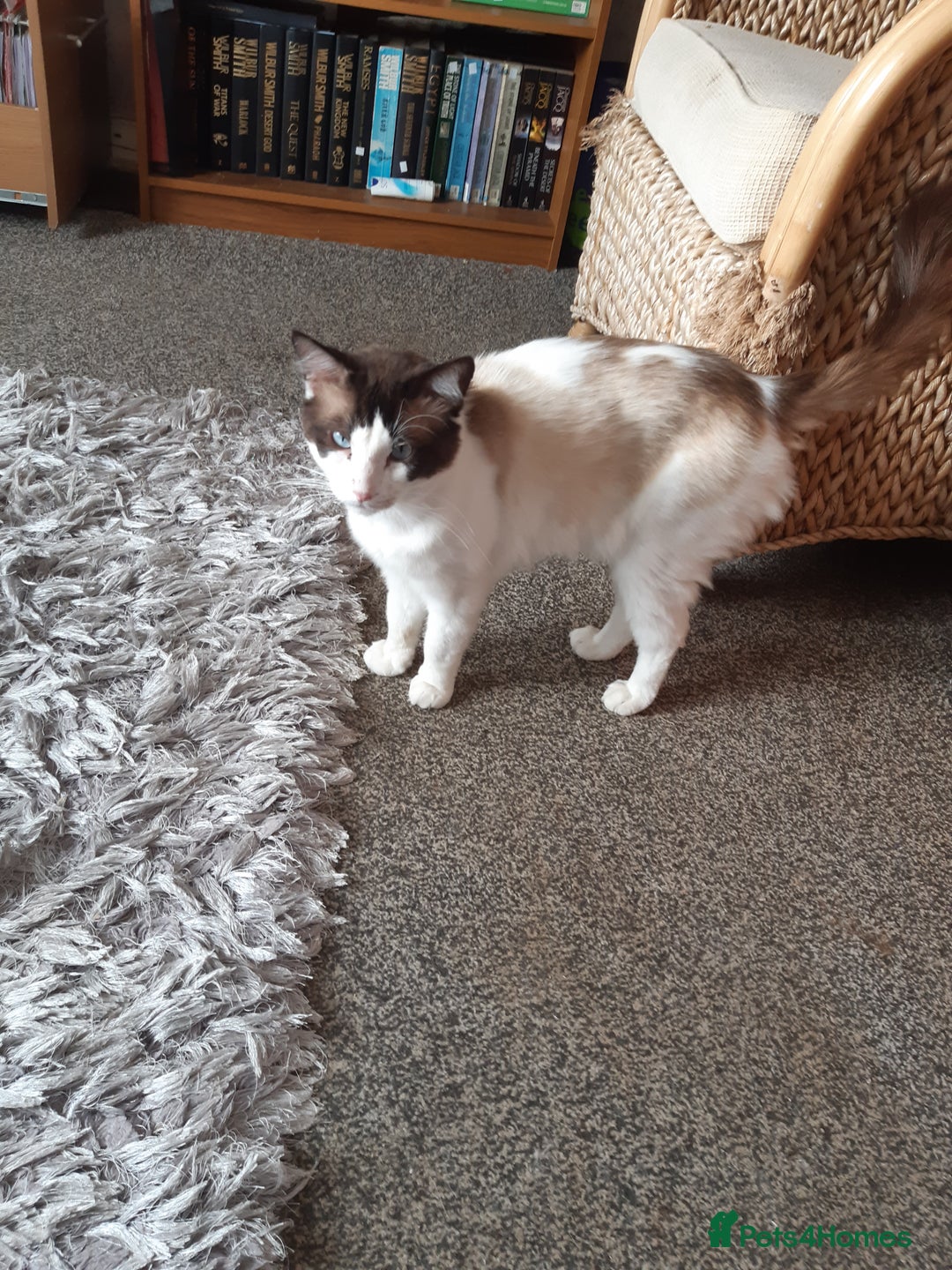 Persian cats for sale: Persian/ragdoll - Image 9