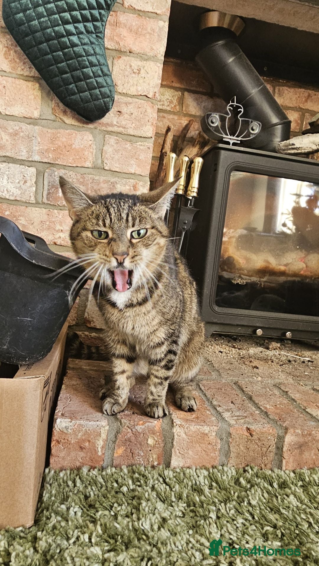 Mixed Breed cats for sale: Older lady needing a new home - Advert 4